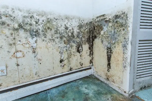 Black mold spreading across a basement wall and baseboard