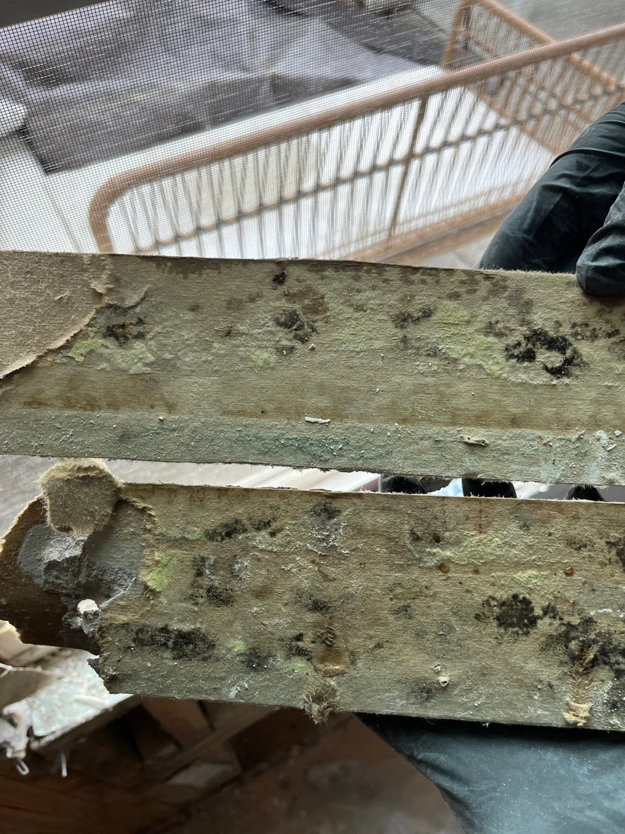 Mold growth on building material after a water loss