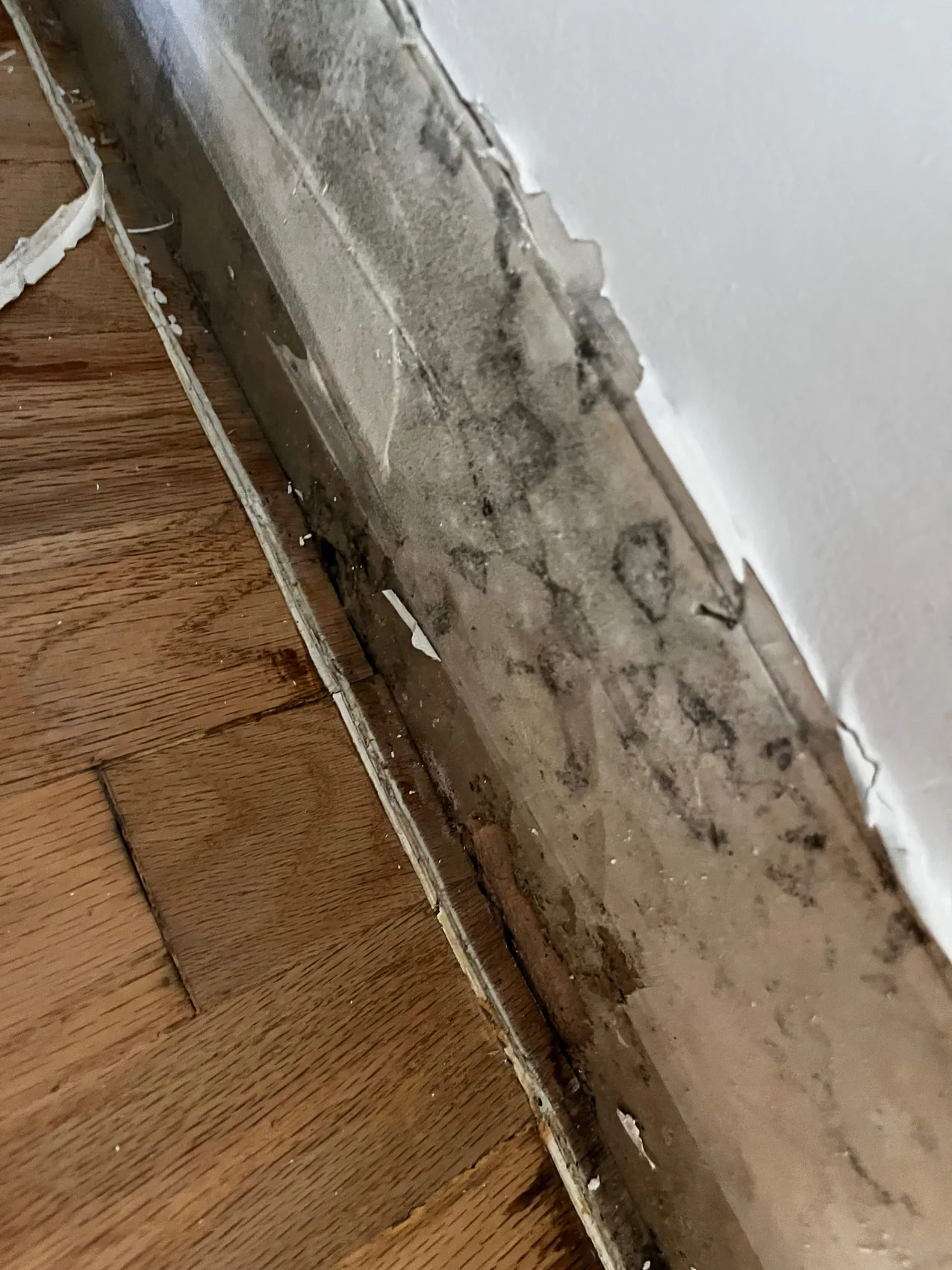 Mold growing along a baseboard, the kind of hidden mold found behind and beneath surfaces