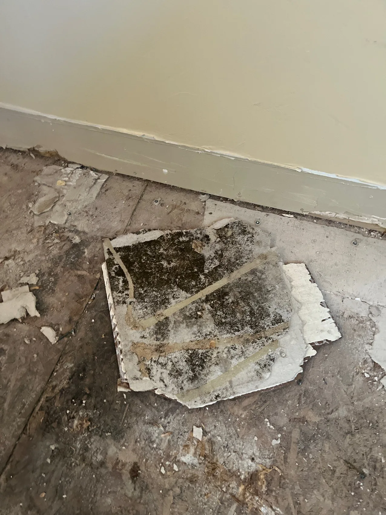 Mold-affected drywall removed during remediation