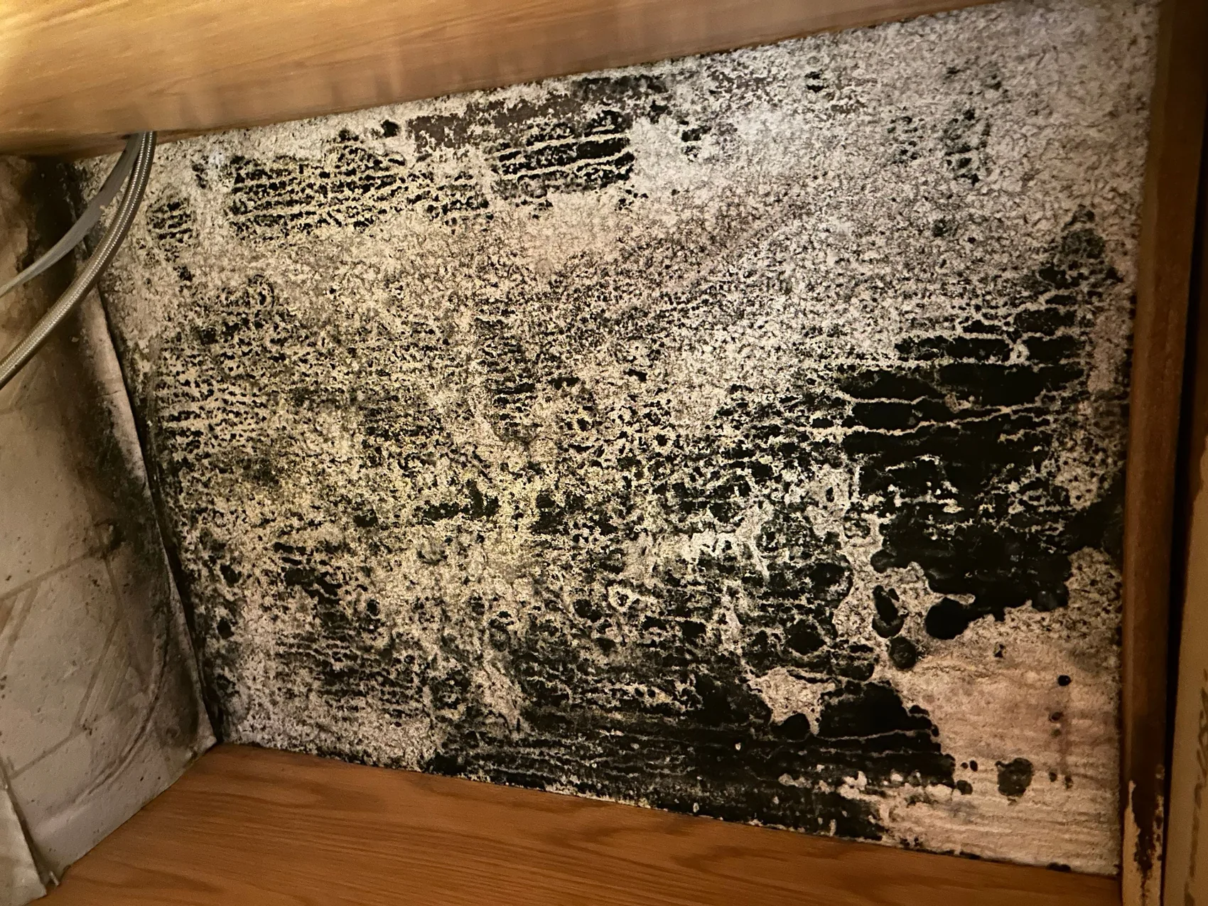 Mold remediation on a Colorado wall