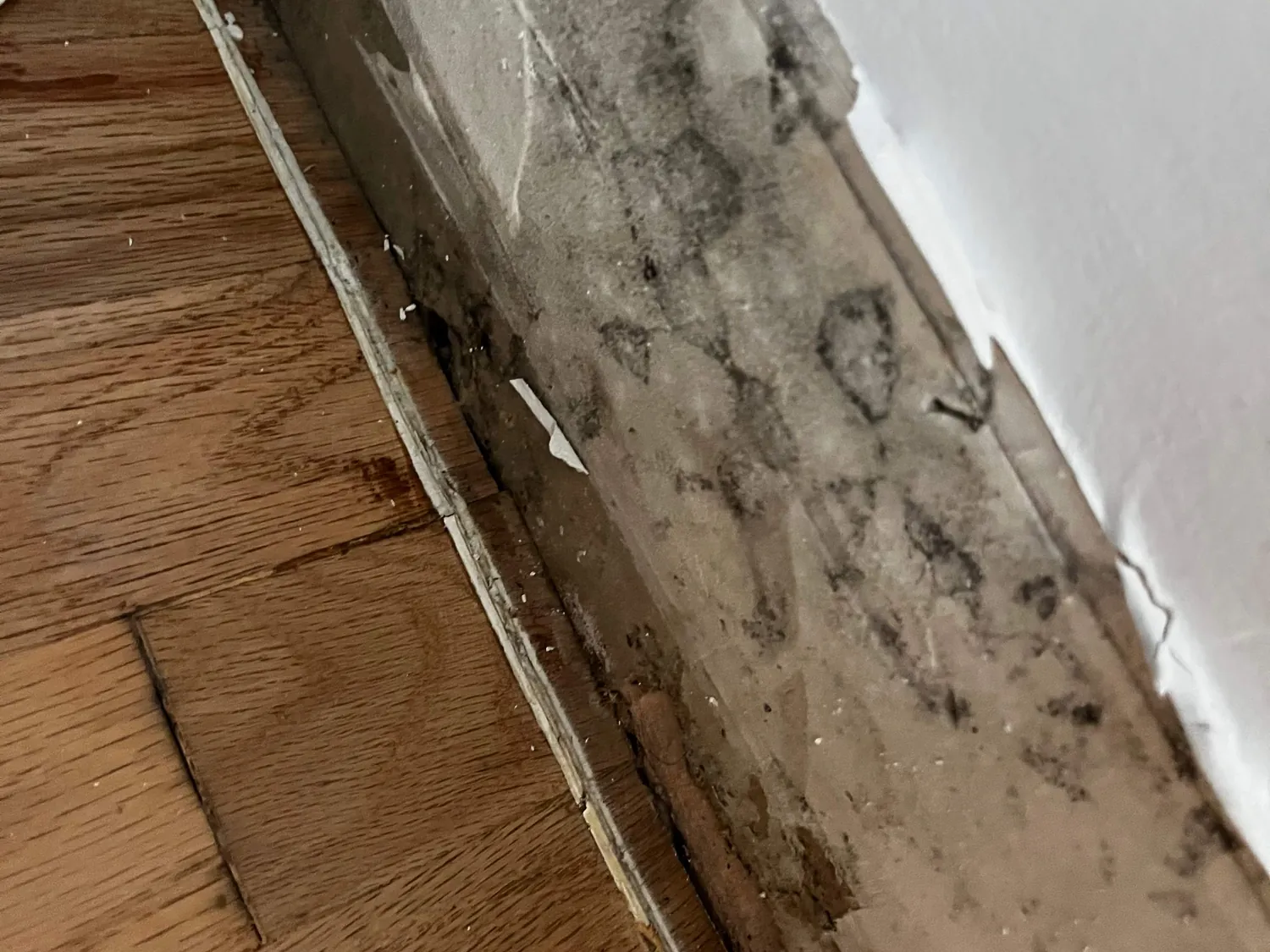 Black mold spreading behind baseboard trim where water wicked into the wall and floor