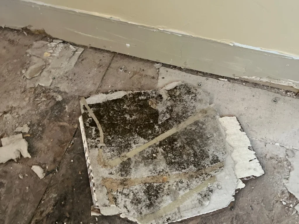 Black mold on exposed drywall